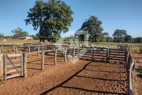 fazenda65726012