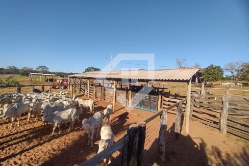 fazenda65726013