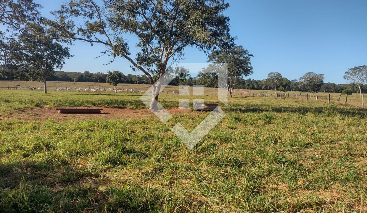 fazenda65726017