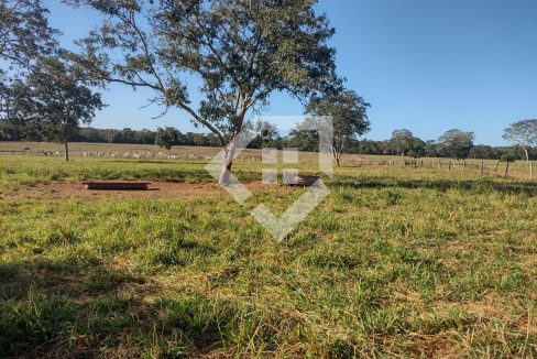 fazenda65726017