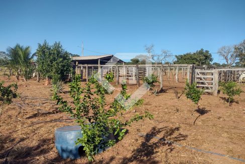 fazenda65726020