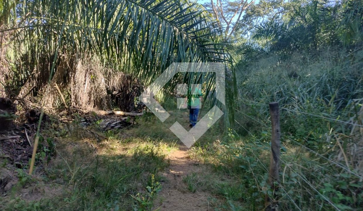 fazenda65726022