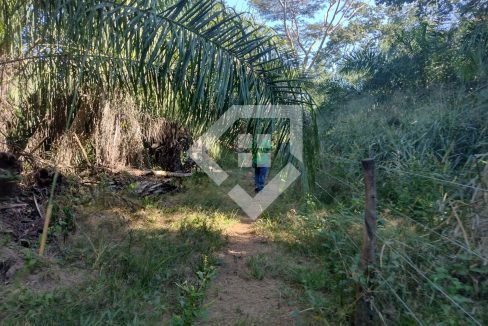 fazenda65726022