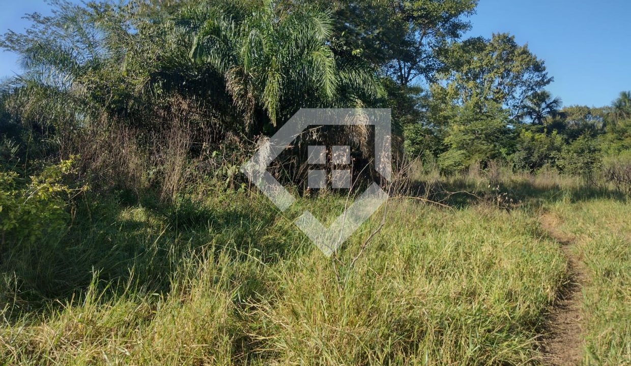fazenda65726031