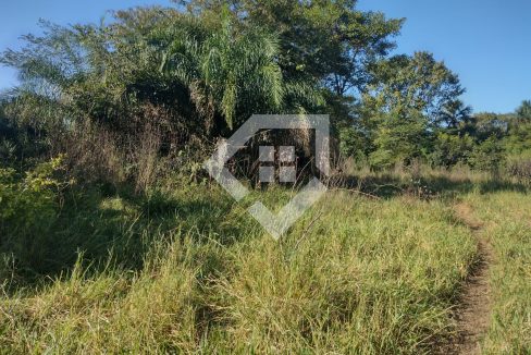 fazenda65726031