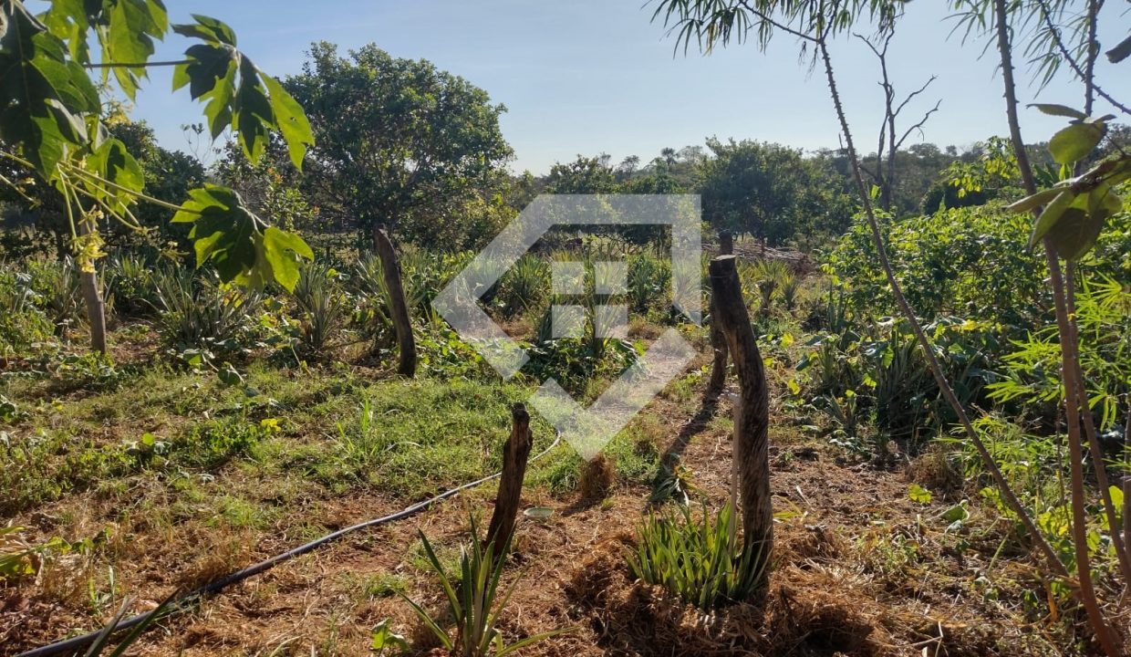 fazenda65726034