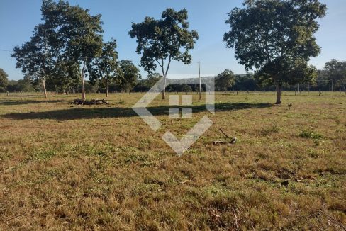 fazenda65726040
